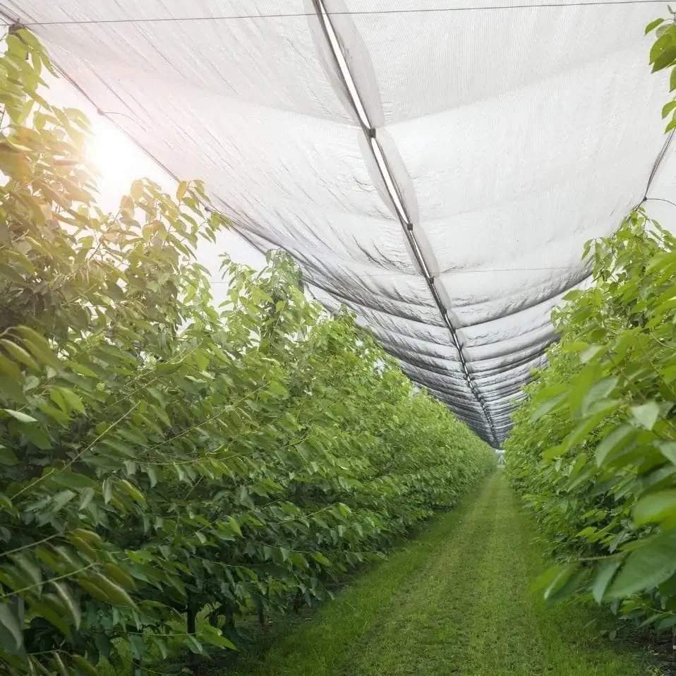Mallas para proteger cultivo productos querétaro, sector agrícola