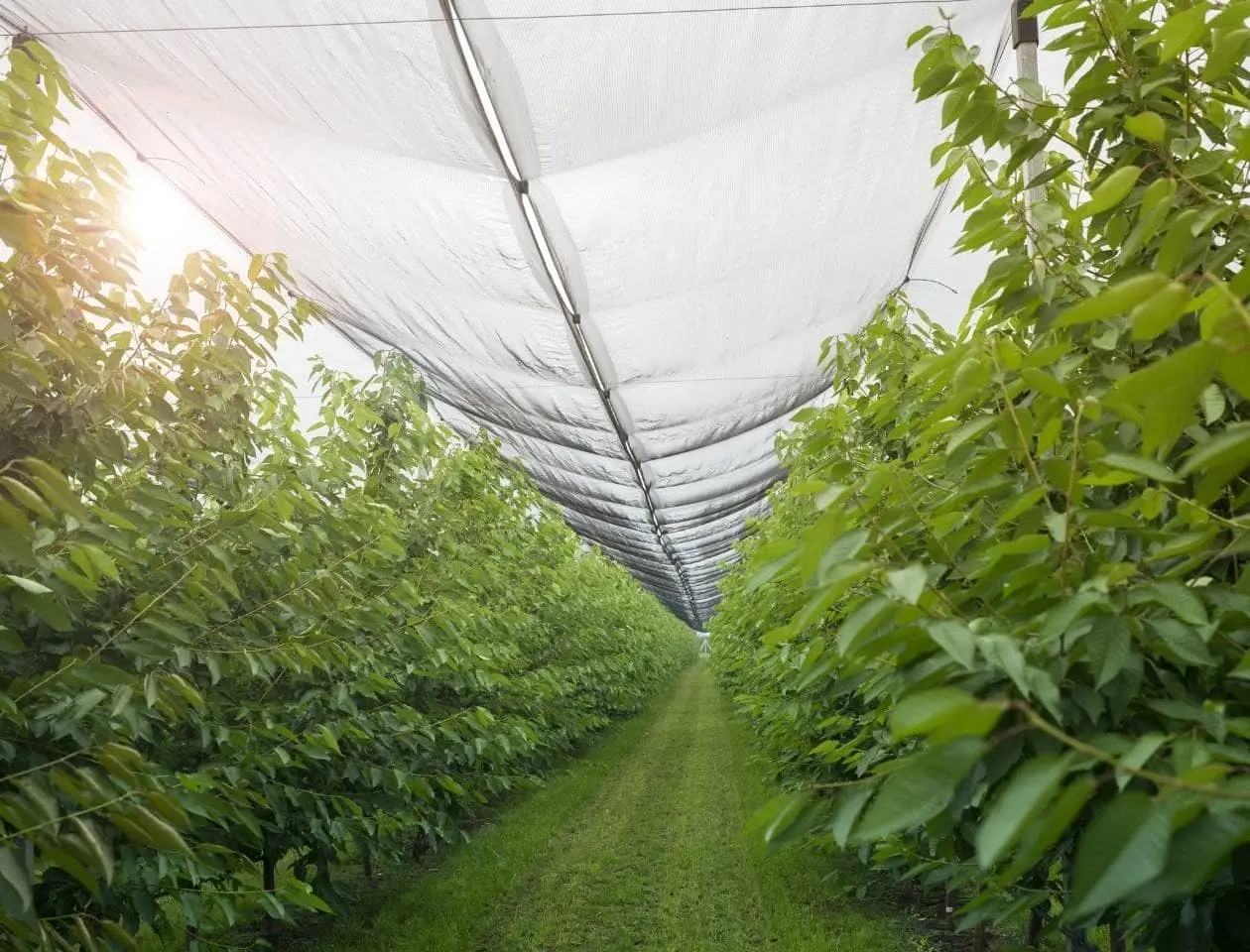 Mallas para proteger cultivo productos querétaro, sector agrícola