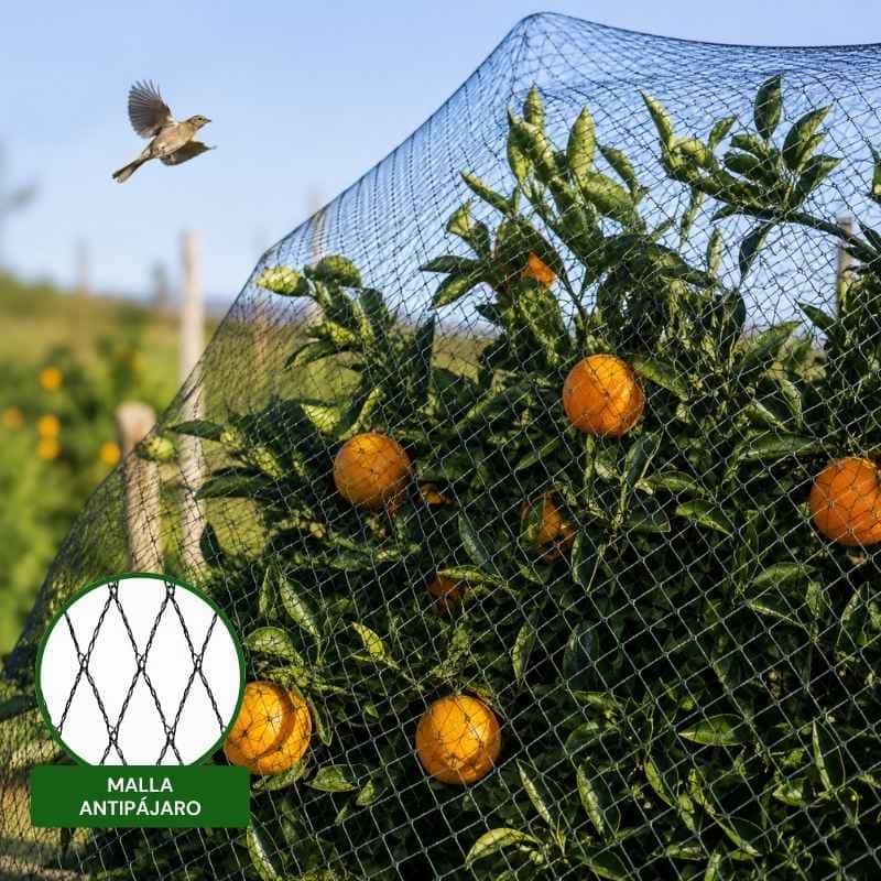 Malla Antipájaro para protección de cultivos
